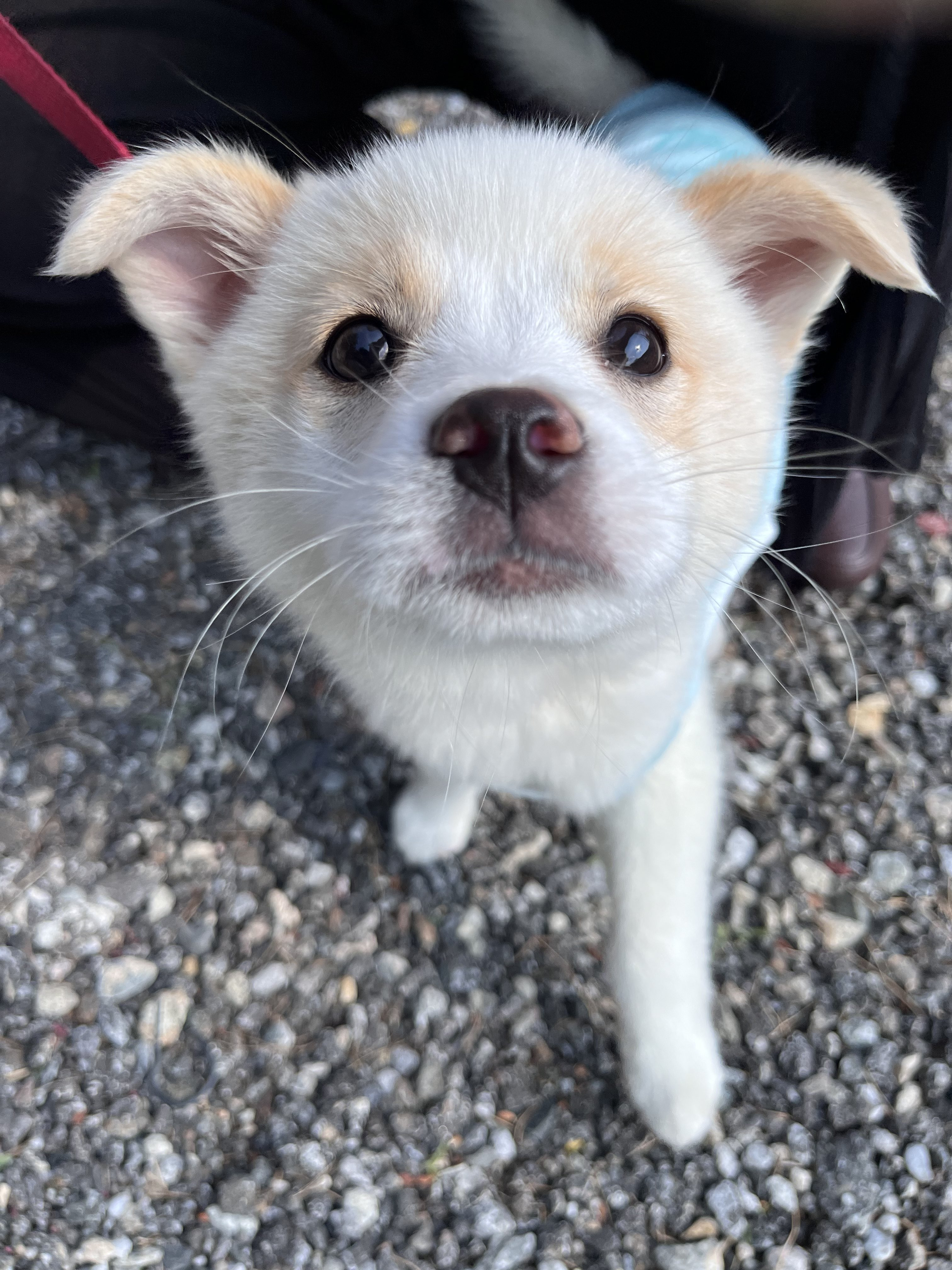 강아지 처음 키워본 엄마의 실수 | 인스티즈
