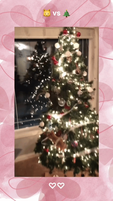 크리스마스트리🎄와 고양이🐱 | 인스티즈