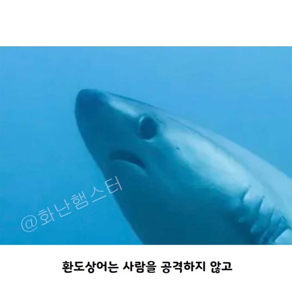 생긴걸로 오해받는 상어 | 인스티즈