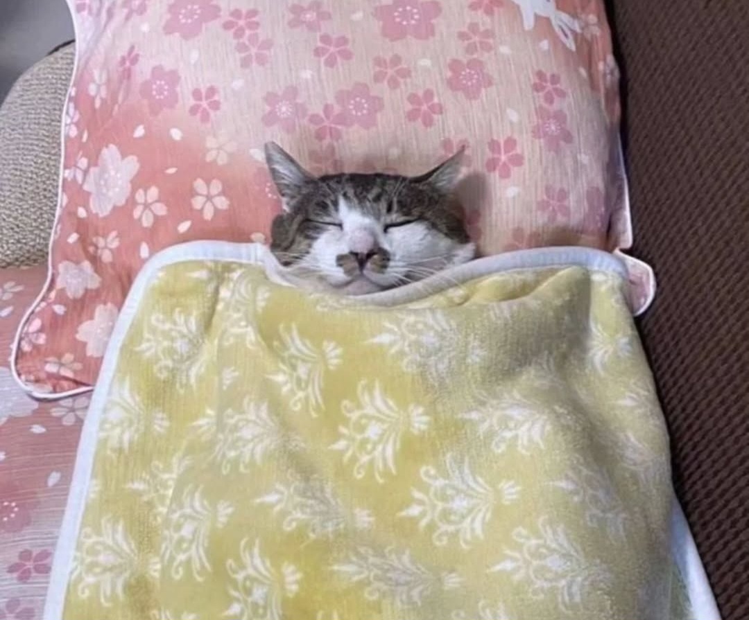 편안고앵 | 인스티즈