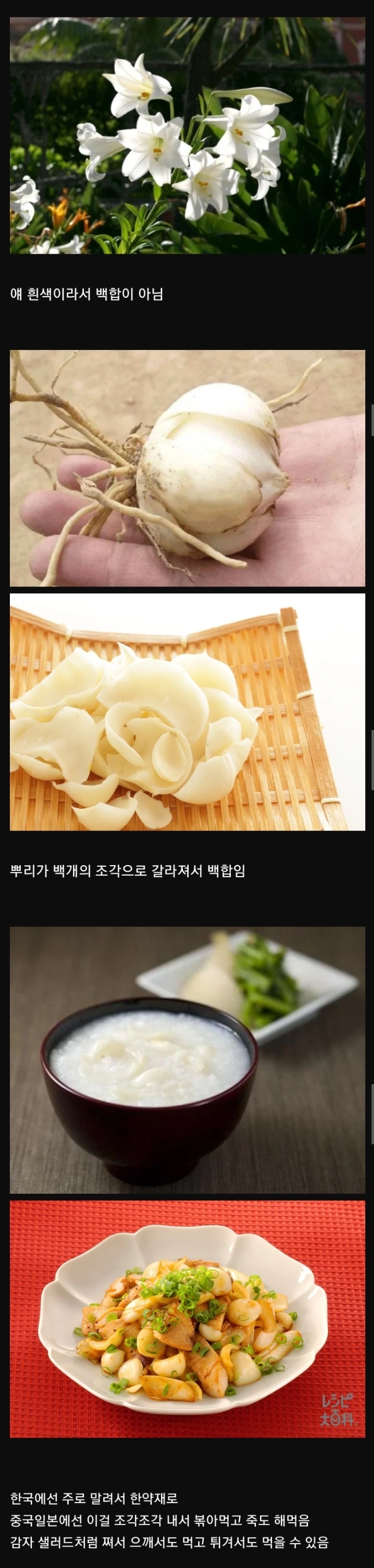 백합에 대한 의외의 사실 | 인스티즈