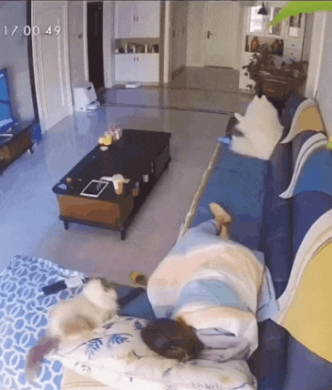 시린 발을 덮어주는 사모예드.gif | 인스티즈