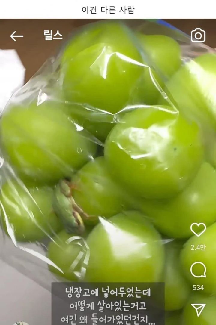 샤인머스캣에서 청개구리가 나왔습니다 | 인스티즈