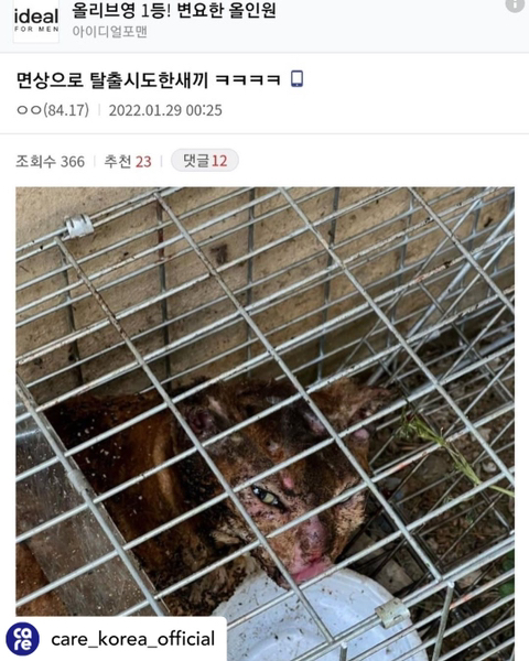 (심약자사진,영상주의) 살아있는 고양이 가두고 태우는 디씨인사이드 갤러리 | 인스티즈