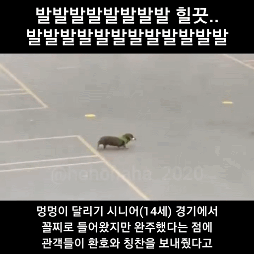 강아지 달리기대회 시니어(14세)경기 꼴찌를 환호해주는 사람들 | 인스티즈