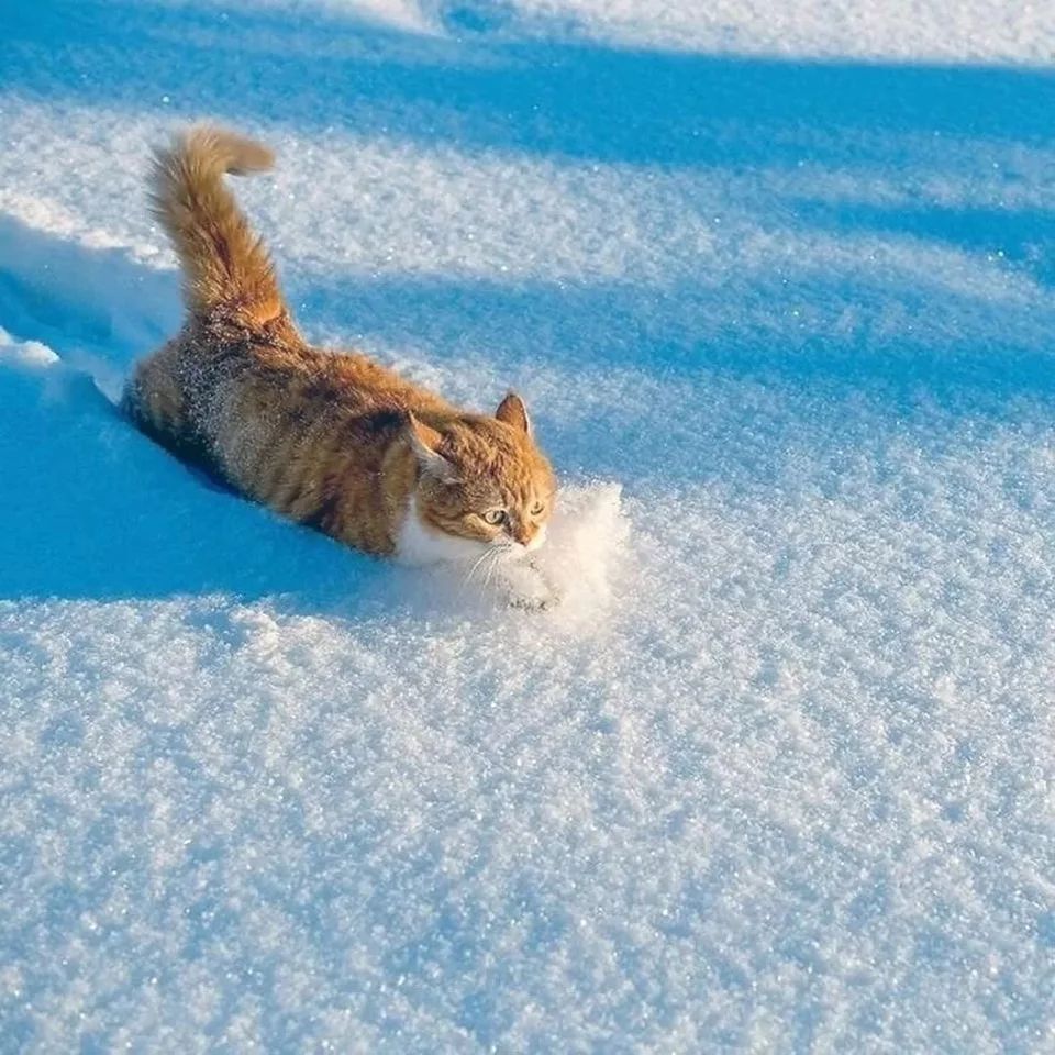 러시아의 셀럽 고양이 | 인스티즈