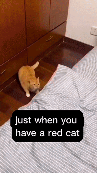 쉴 새 없이 놀고 사고 치는 고양이.gif | 인스티즈