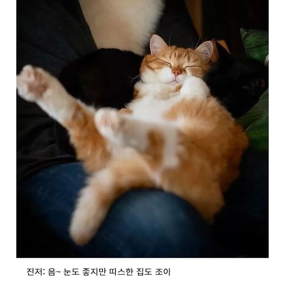 러시아의 셀럽 고양이 | 인스티즈