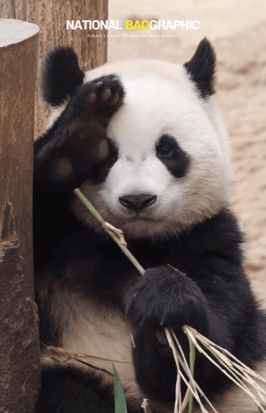 귀여움 한도초과 루이바오💜 | 인스티즈