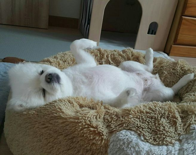 2년 가까이 소식 없는 강아지 달리.jpg | 인스티즈