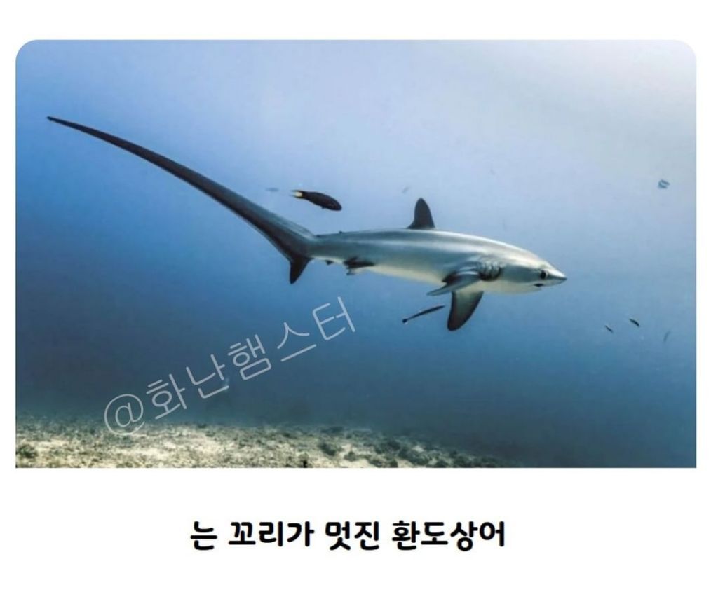 생긴걸로 오해받는 상어 | 인스티즈