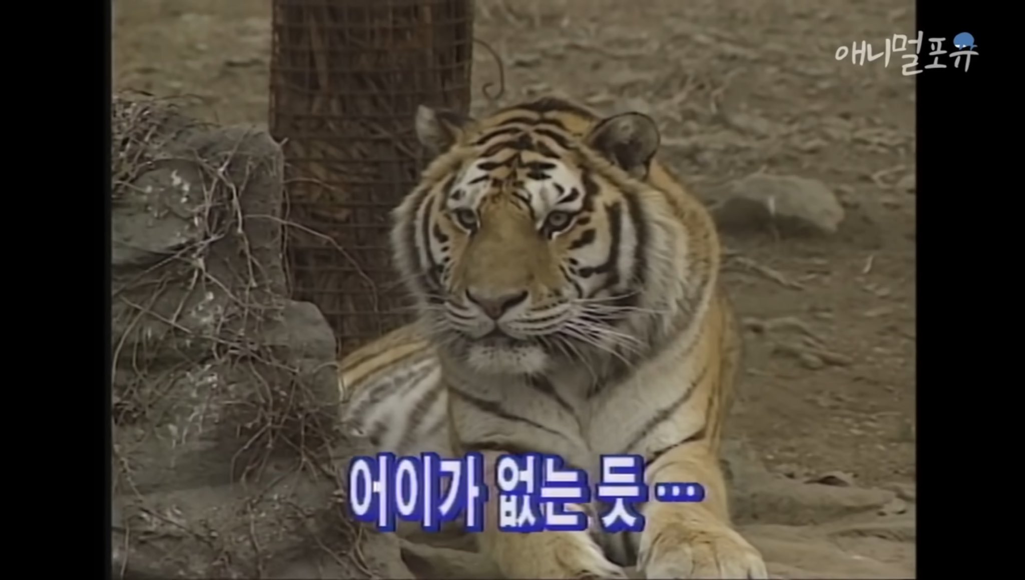 하룻강아지는 정말 범 무서운 줄 모를까? | 인스티즈