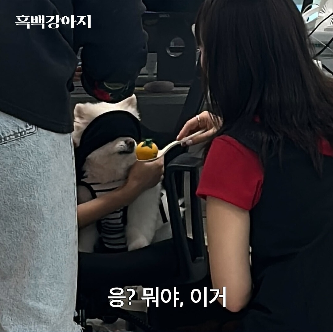 반려견 용품 시장이 얼마나 트렌드에 민감한지 증명해 보겠습니다 feat.흑백요리사 | 인스티즈
