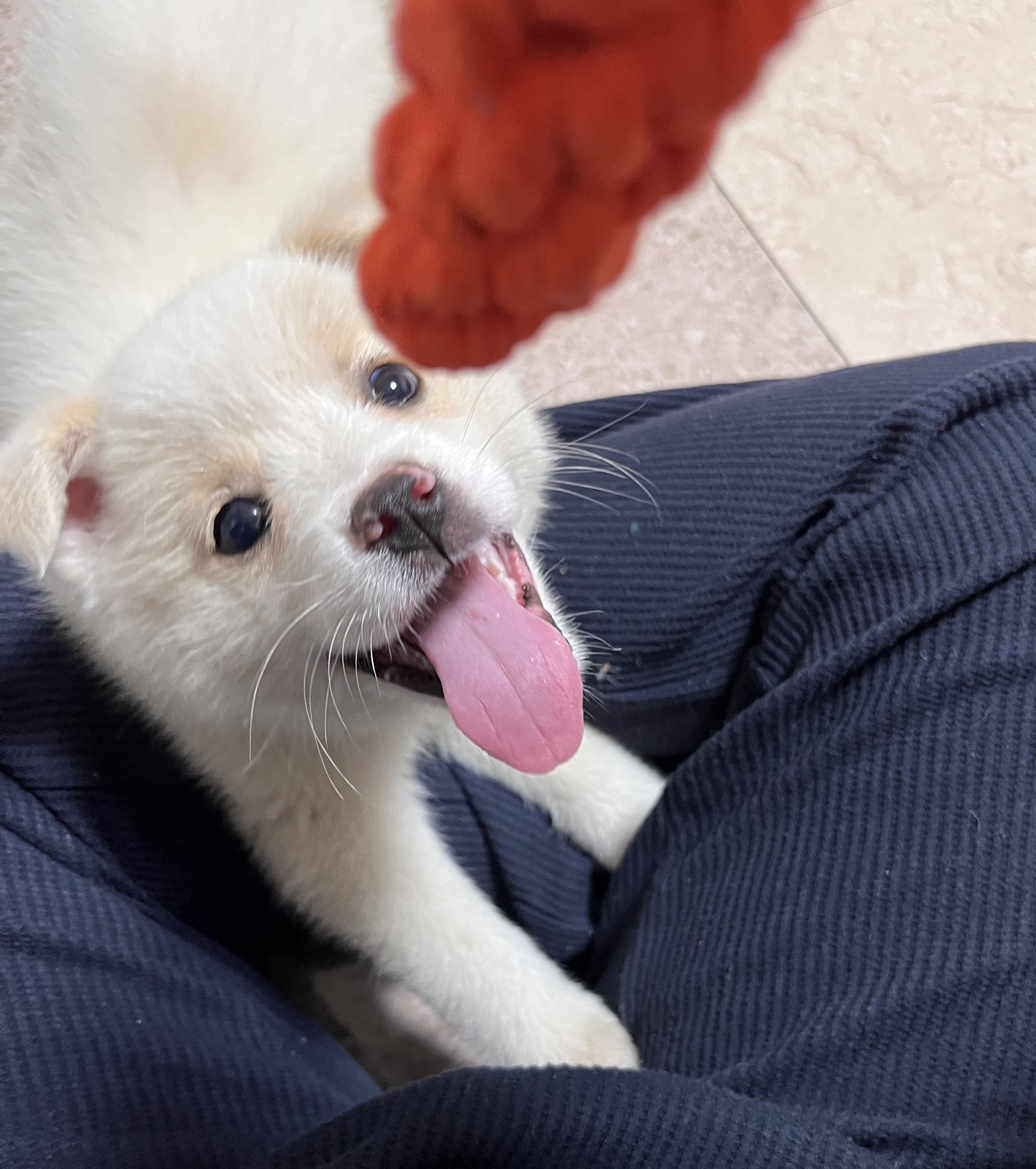 강아지 처음 키워본 엄마의 실수 | 인스티즈
