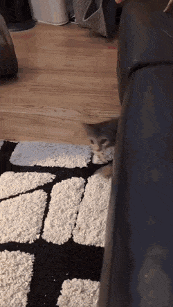 집사야 집세 내러 왔다냥 | 인스티즈