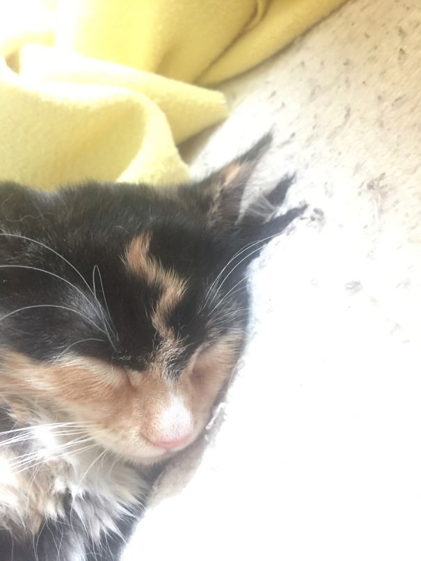 독특한 털 무늬를 가진 고양이들.jpg | 인스티즈