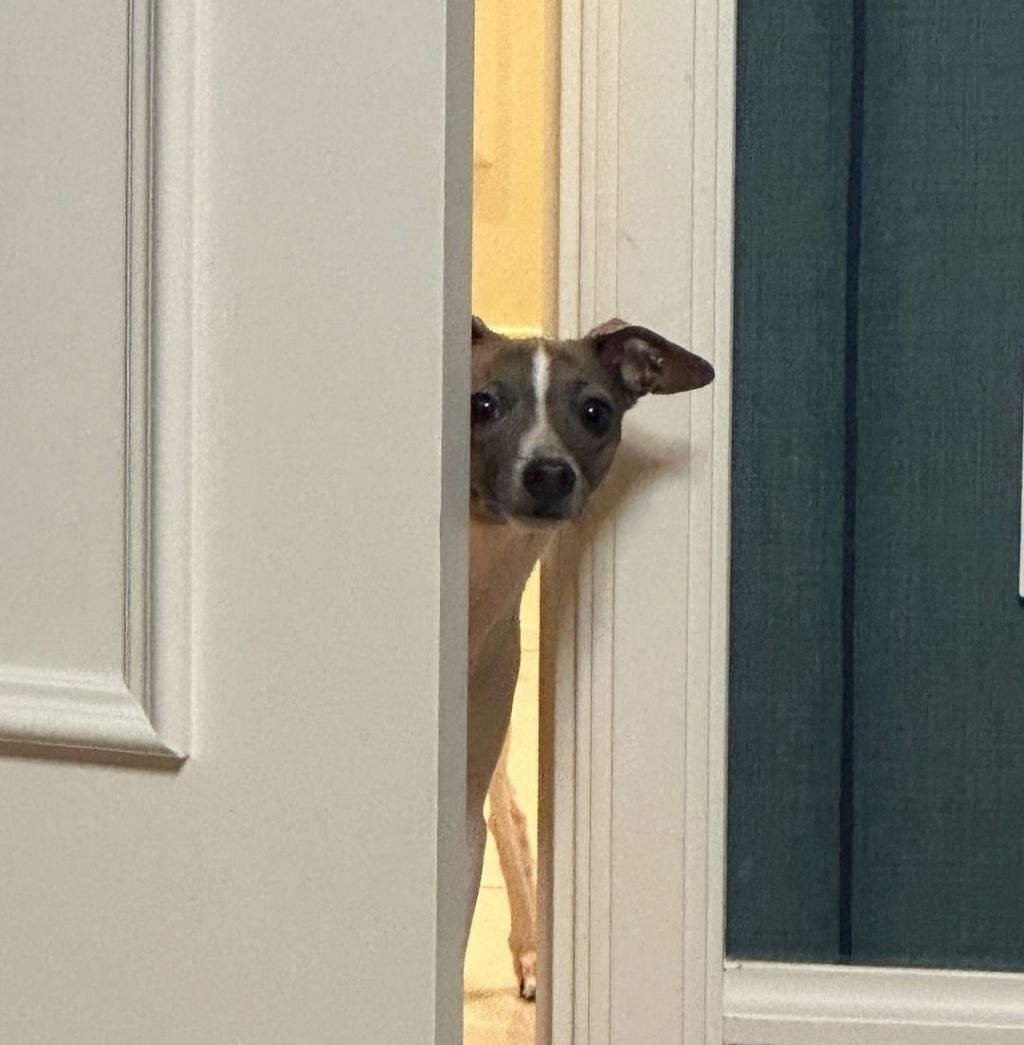 GS에서 새로 나온 음료의 정체 | 인스티즈