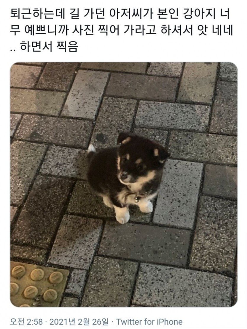 길 가다가 마주친 견주의 제안 | 인스티즈