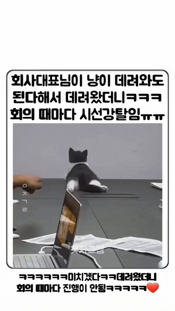 회사 대표가 고양이 데려와도 된다고 해서 데려왔더니.gif | 인스티즈