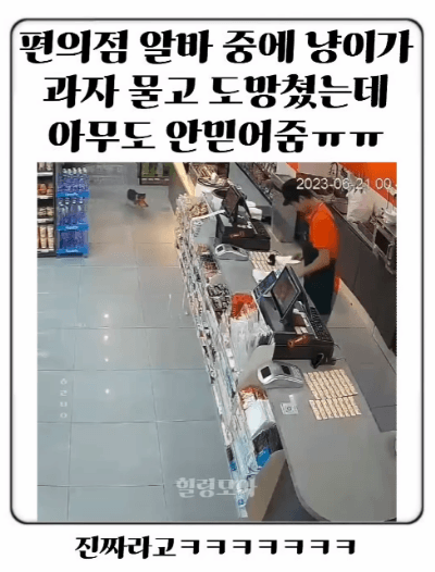 편의점 알바 중에 냥이가 과자 물고 도망쳤는데 아무도 안믿어줌.gif | 인스티즈