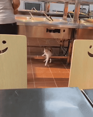 걸터앉는 고양이.gif | 인스티즈