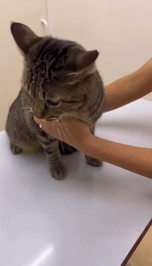 병원이 무서운 고양이.gif | 인스티즈