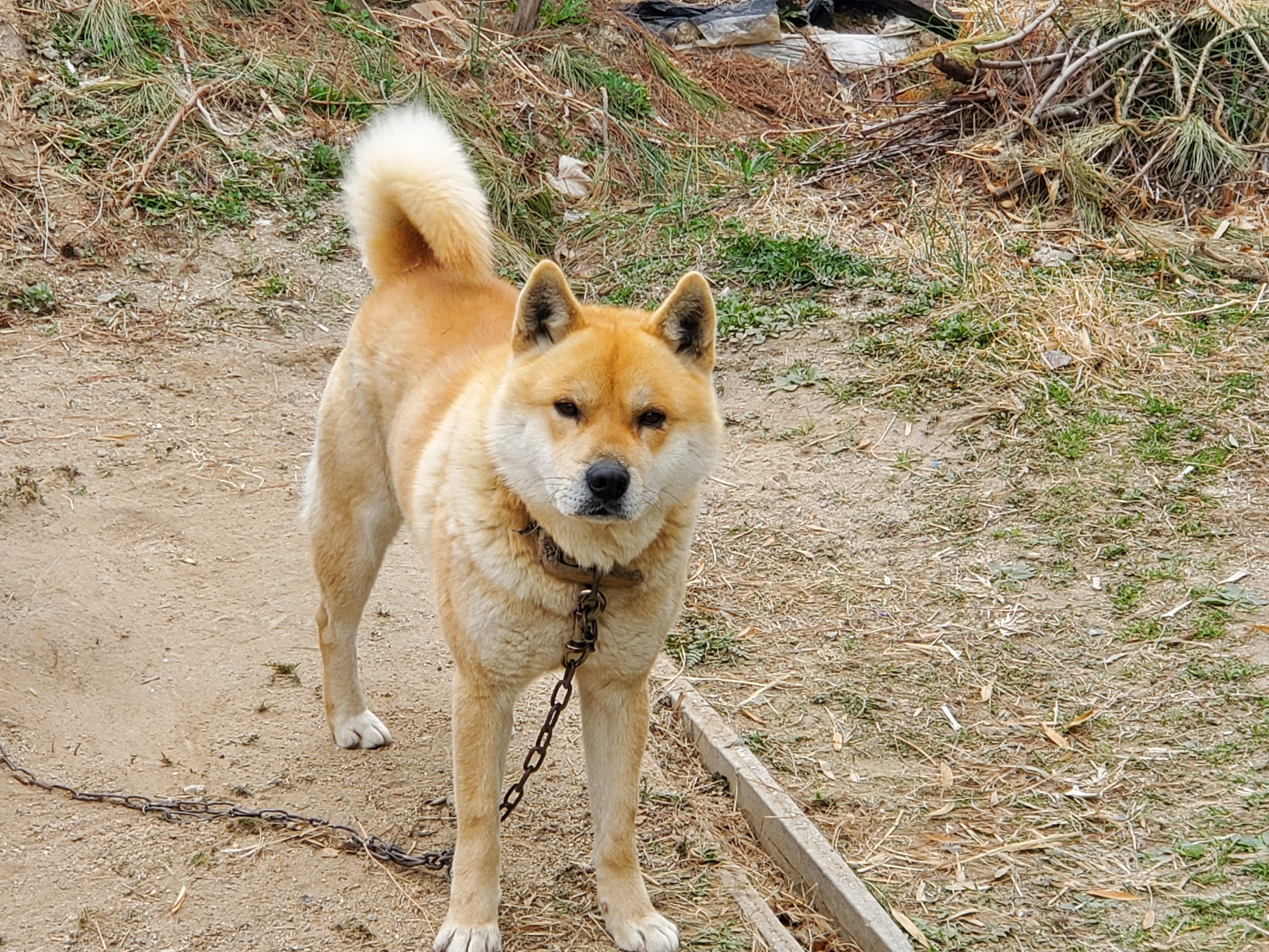 도담이 이미지
