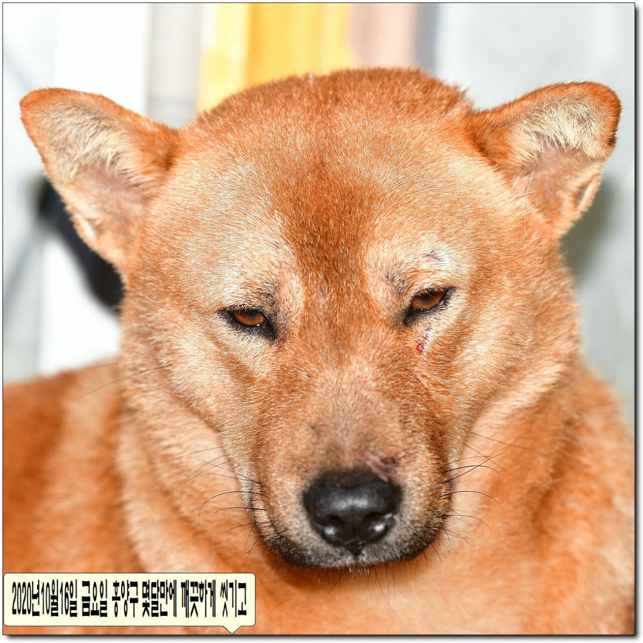 수컷 이미지