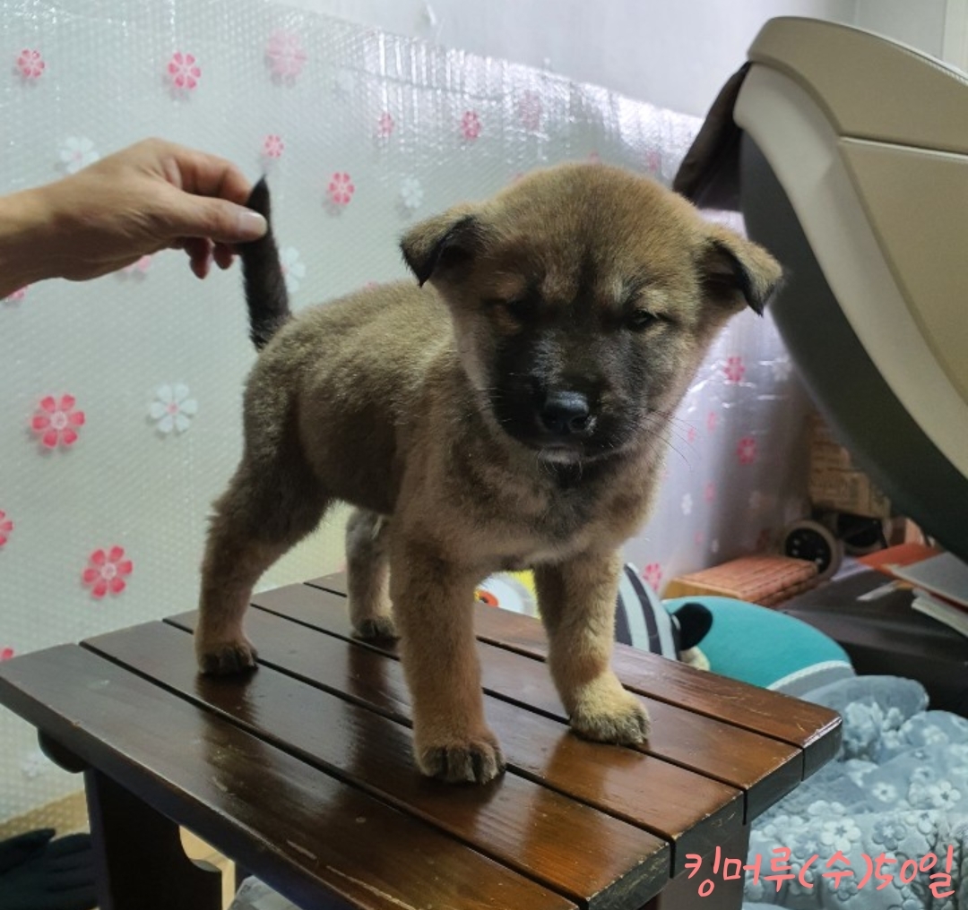 진도명가 이미지