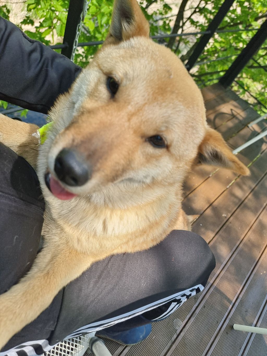 바우 이미지