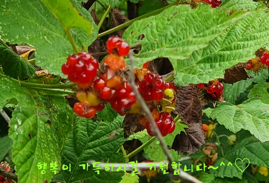 와가야 이미지
