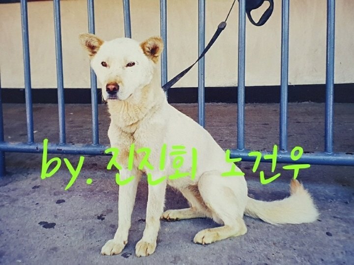 백구 이미지