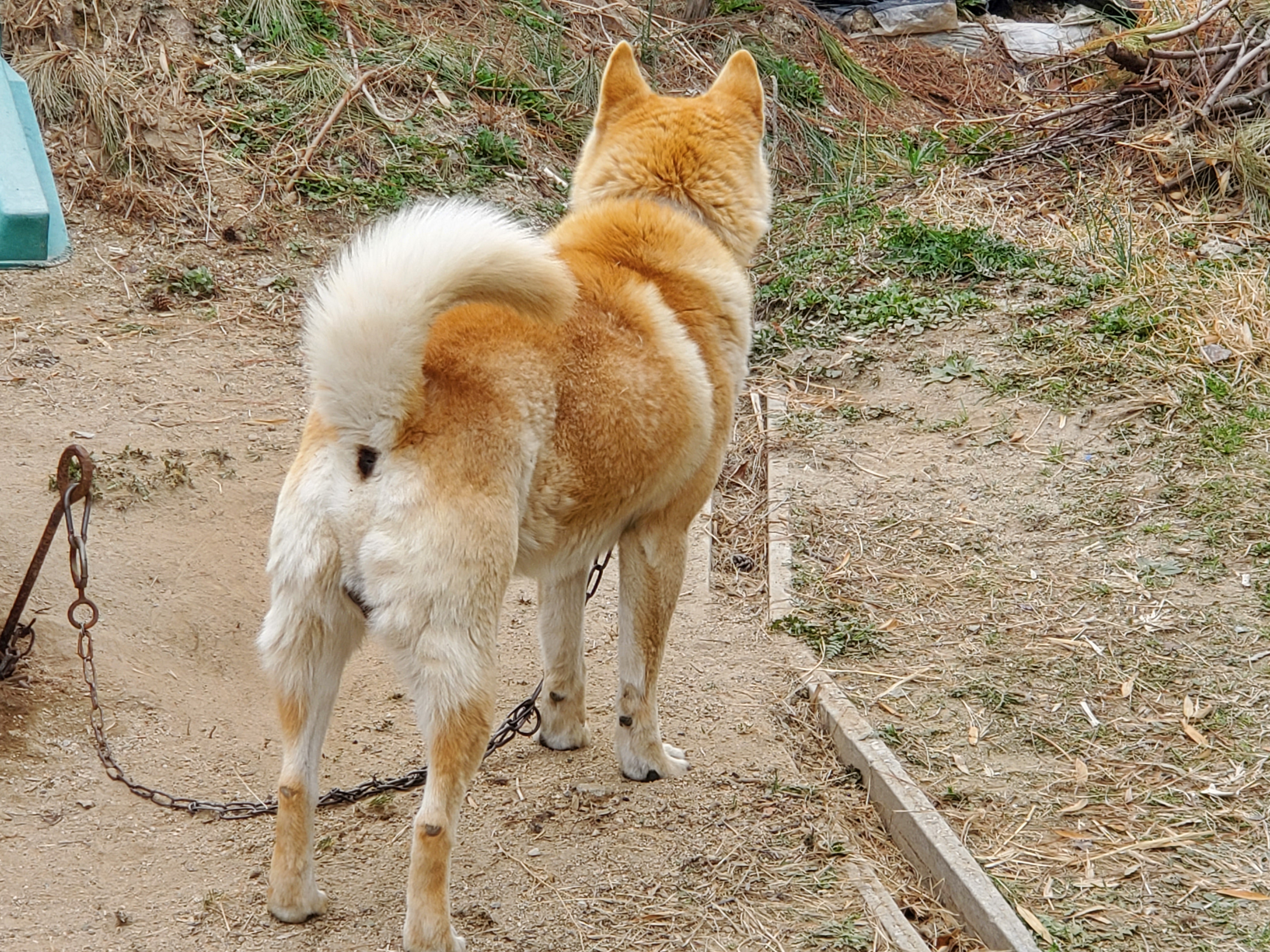 도담이 이미지