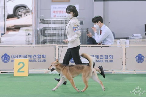 은가비 이미지