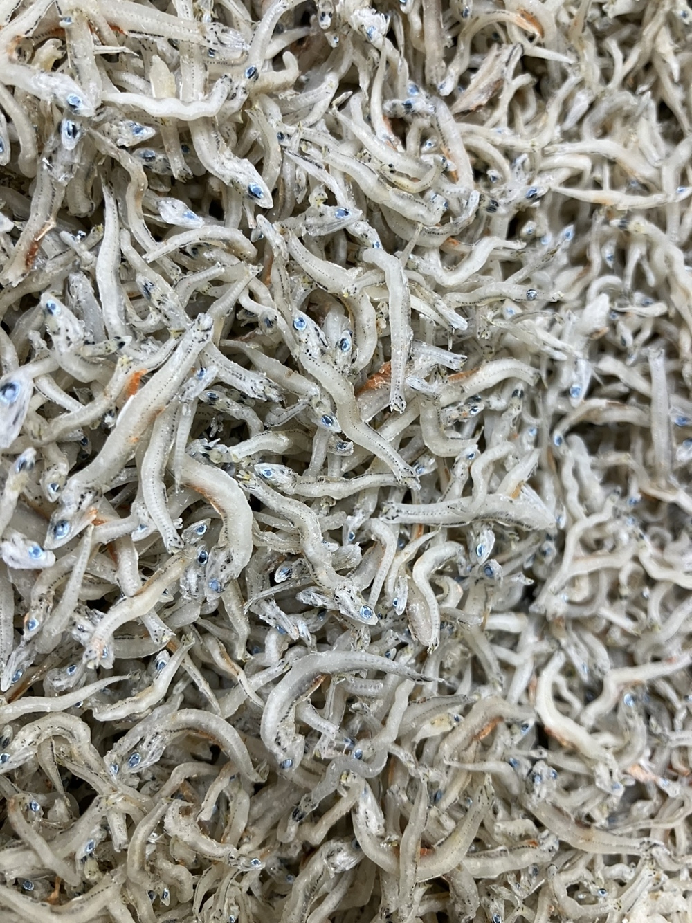 고바이제이 이미지