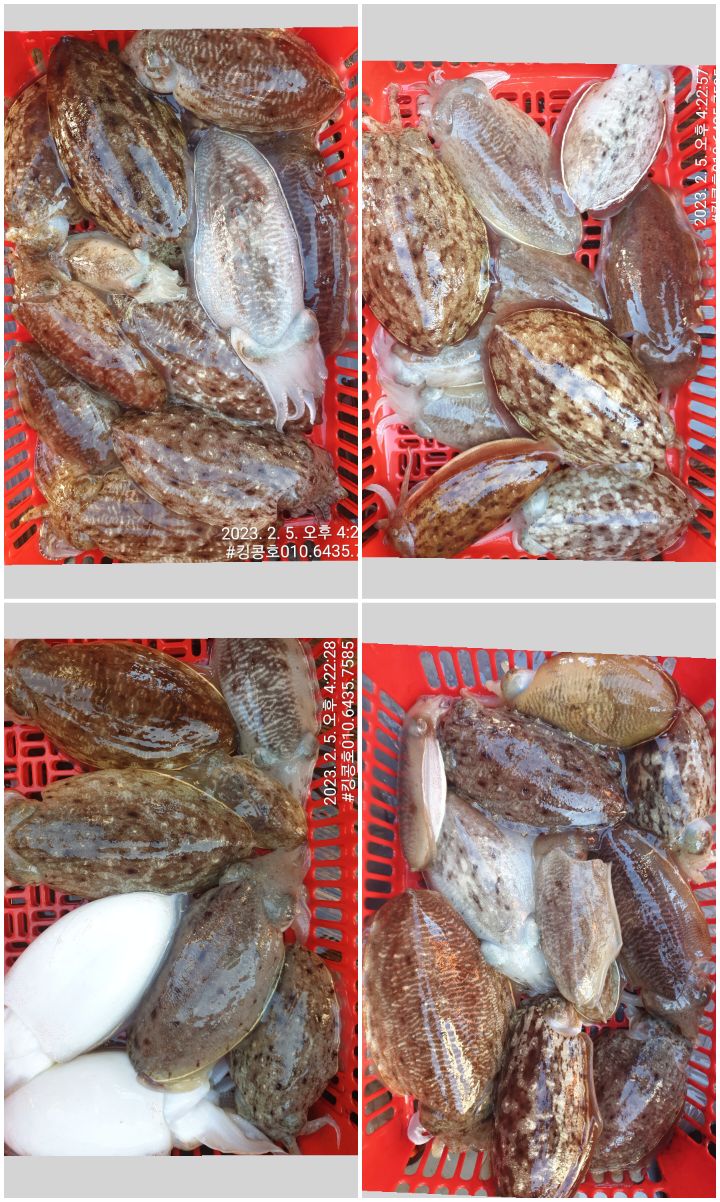 킹콩호 이미지