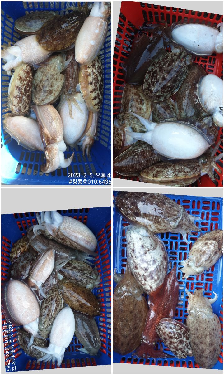 킹콩호 이미지
