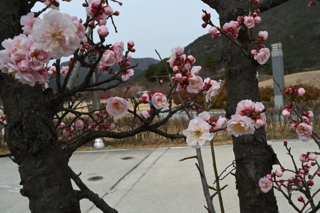 홍매원 이미지