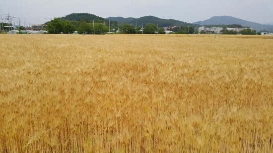 강나루 이미지
