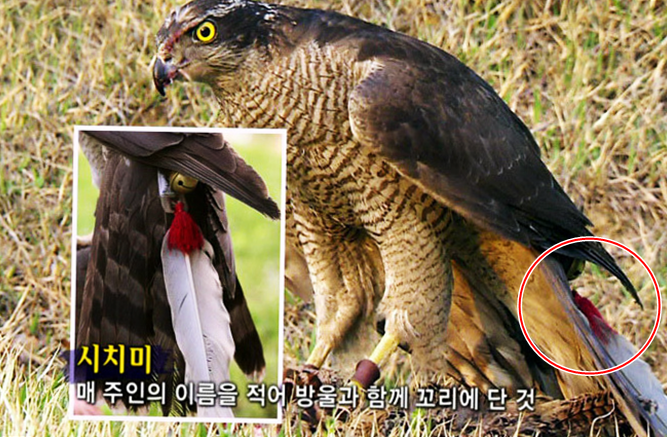시치미 이미지