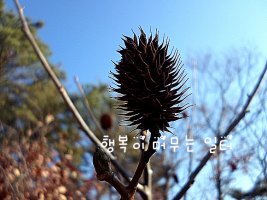 시샘달하루 이미지