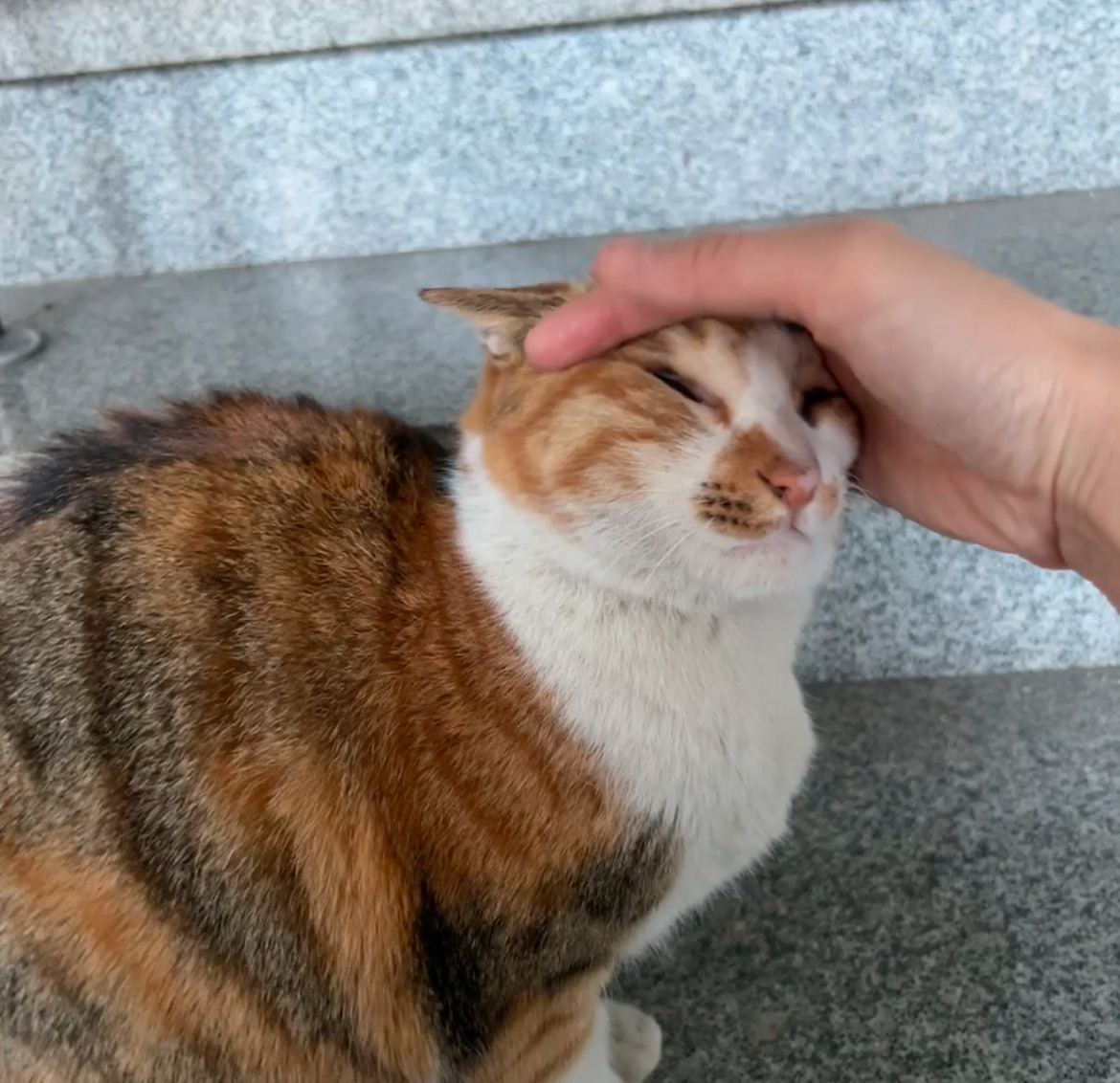 콜렉터 이미지