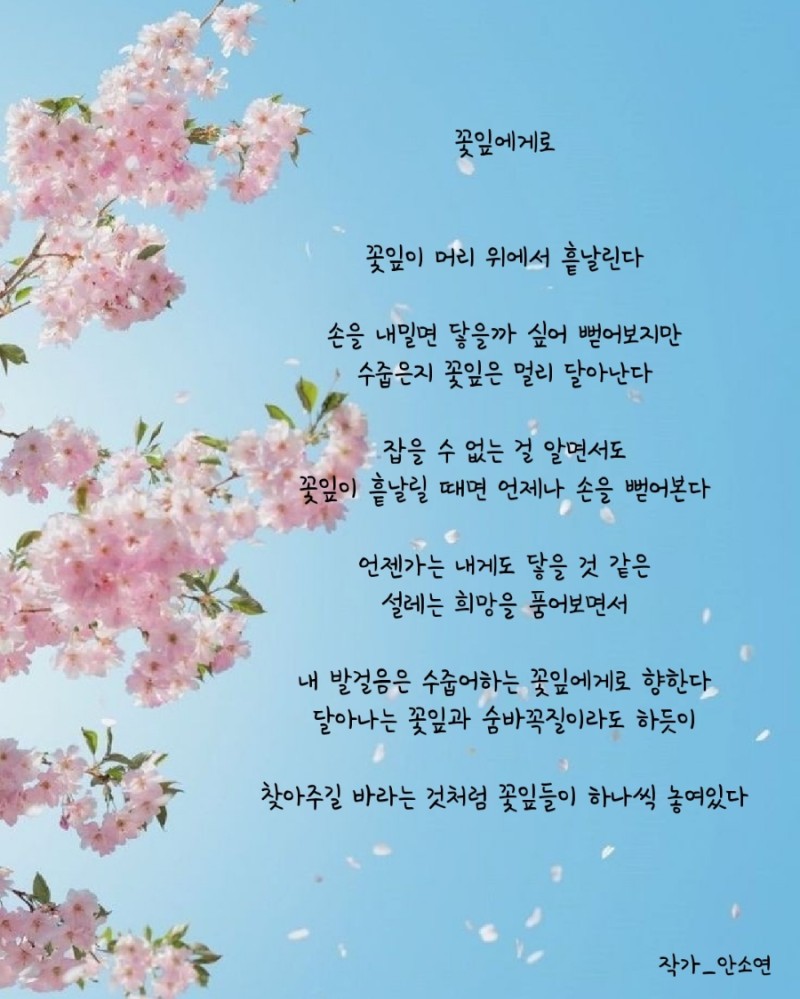 꽃잎 이미지