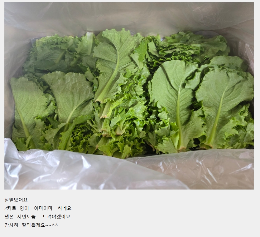 로메인 이미지