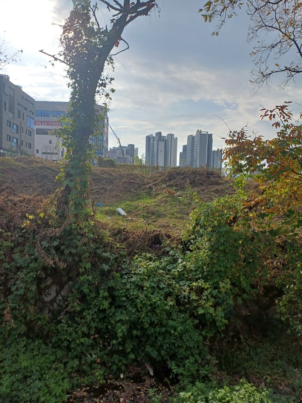 네파남한 이미지