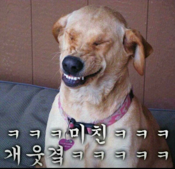 거시기네 이미지