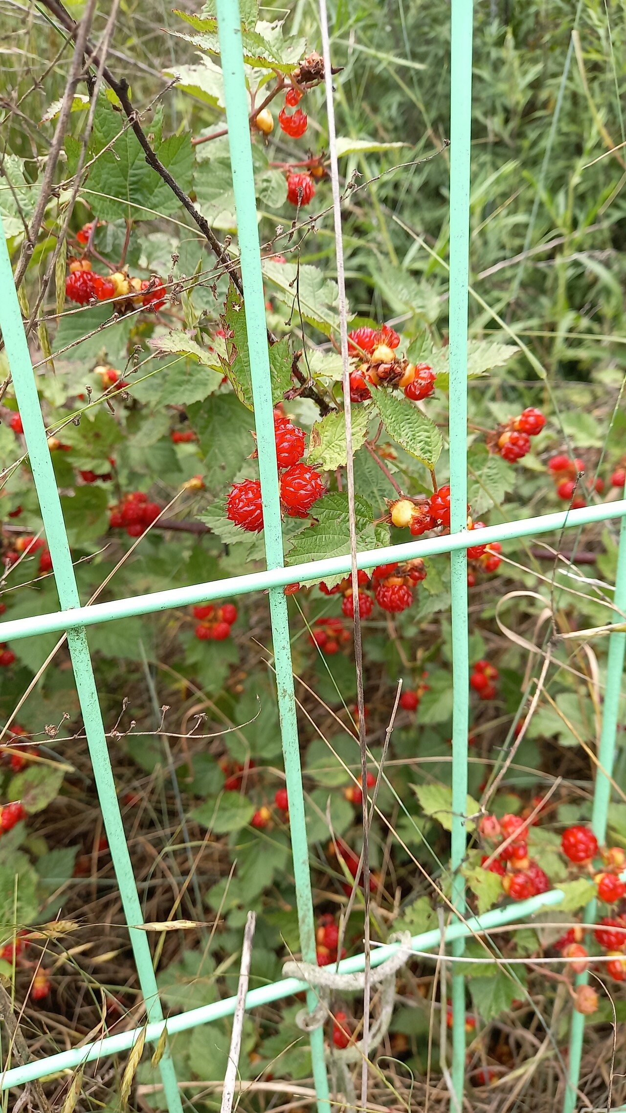 참;달다 이미지