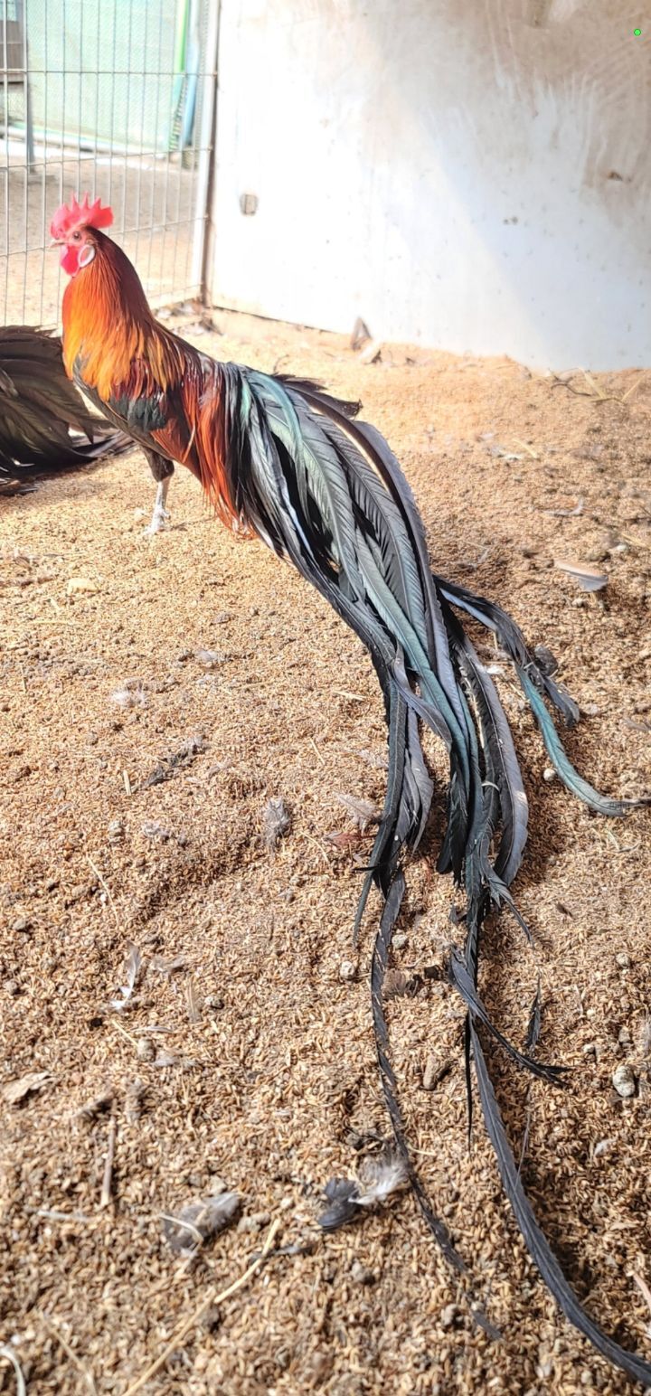 적색긴꼬리 닭 - ◈동천홍 장미계(Longtail,long crow) 사진 - 닭을 좋아하는 사람들의 모임 적색긴꼬리 닭