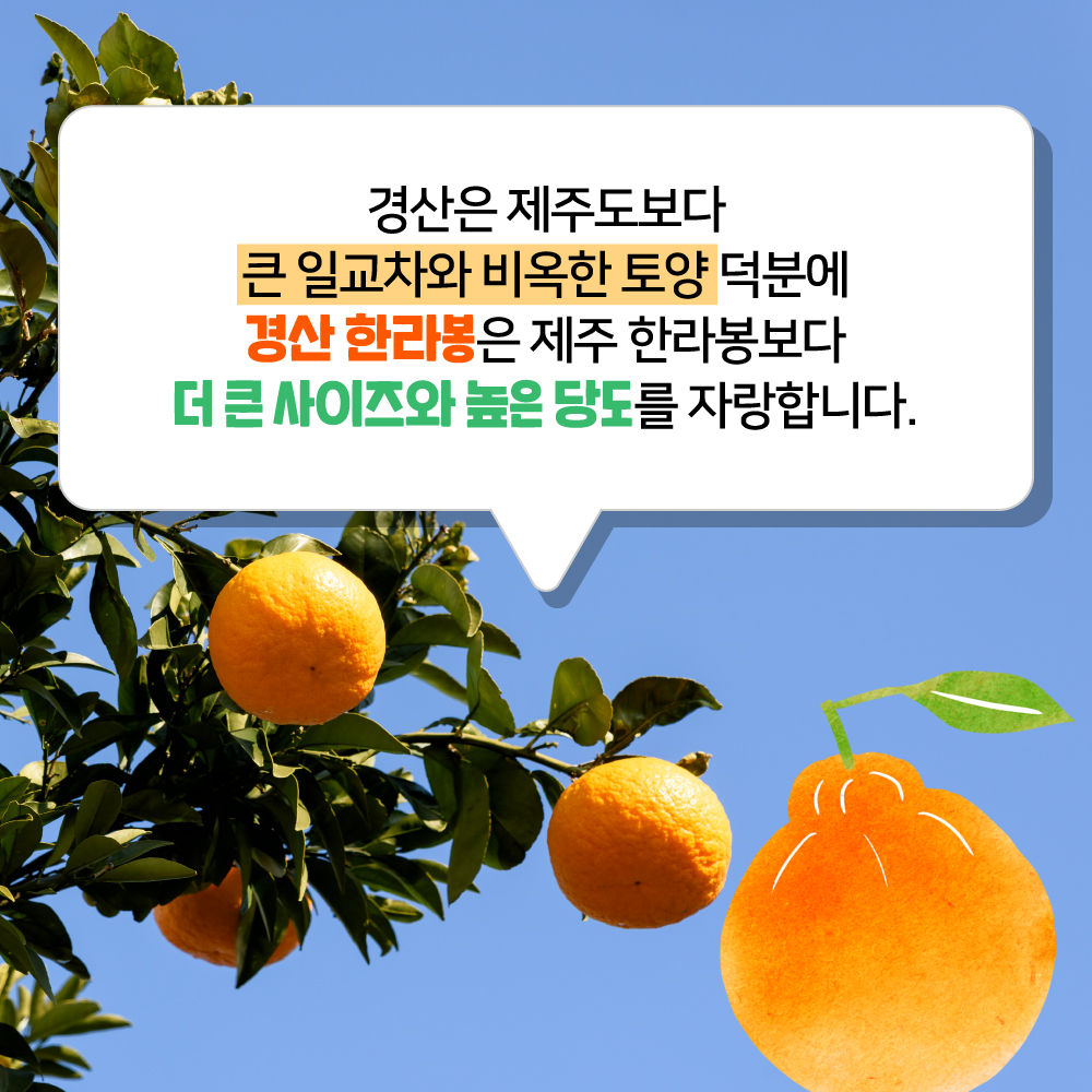 대구장터 이미지