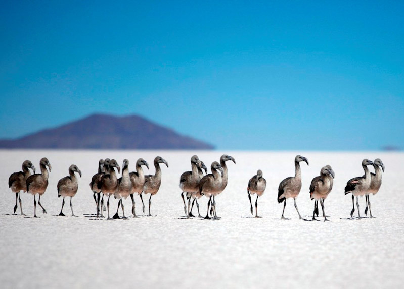 우유니(UYUNI) 이미지